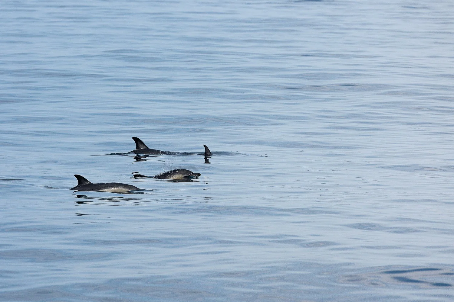 Groupe de dauphins communs en Atlantique