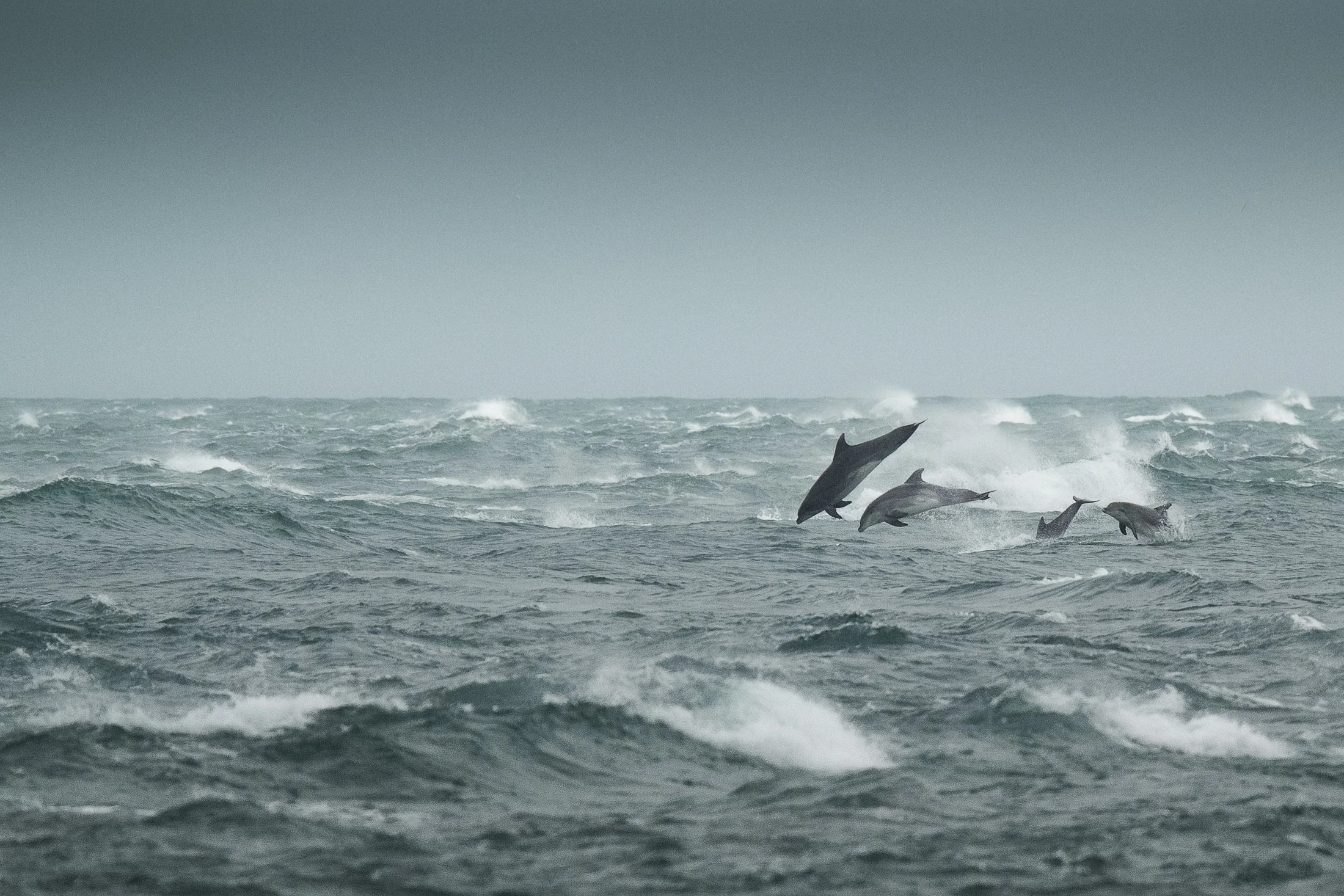 Grands dauphins dans la tempête