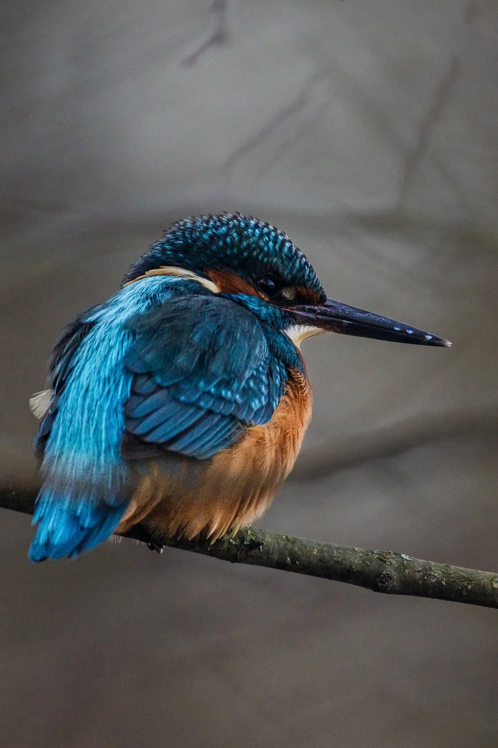 Portrait-hivernal.jpg