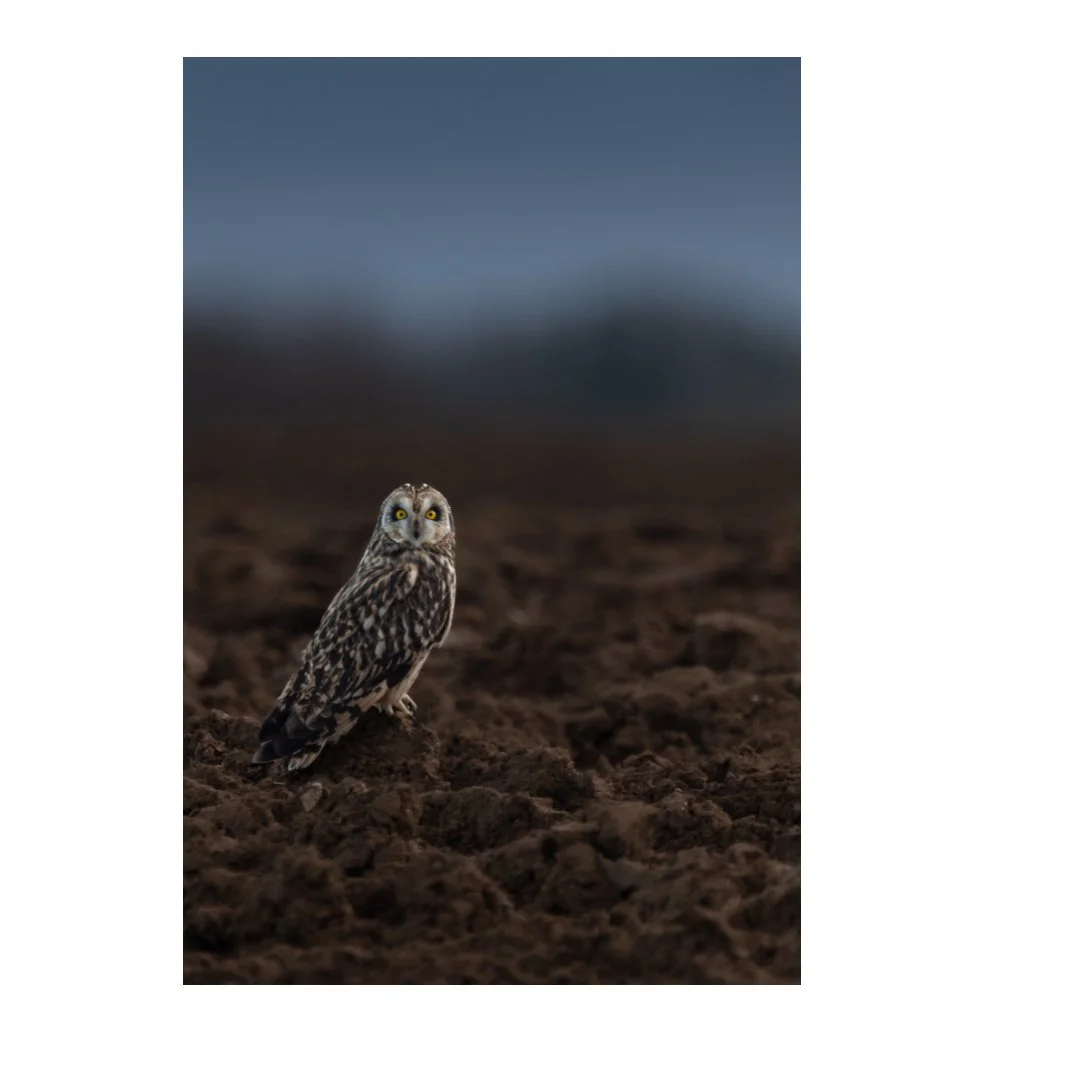 Hibou des marais dans le labour