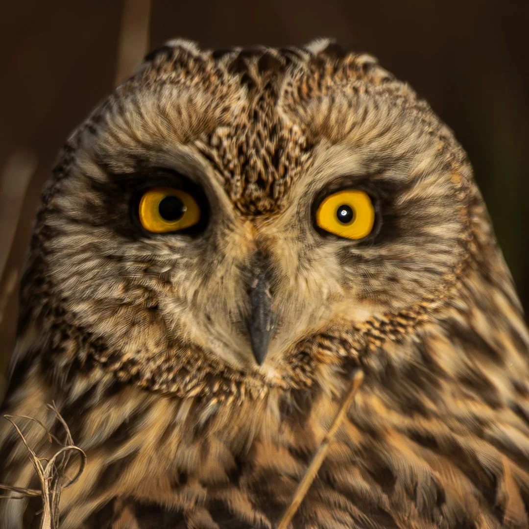 hibou-des-marais.jpeg