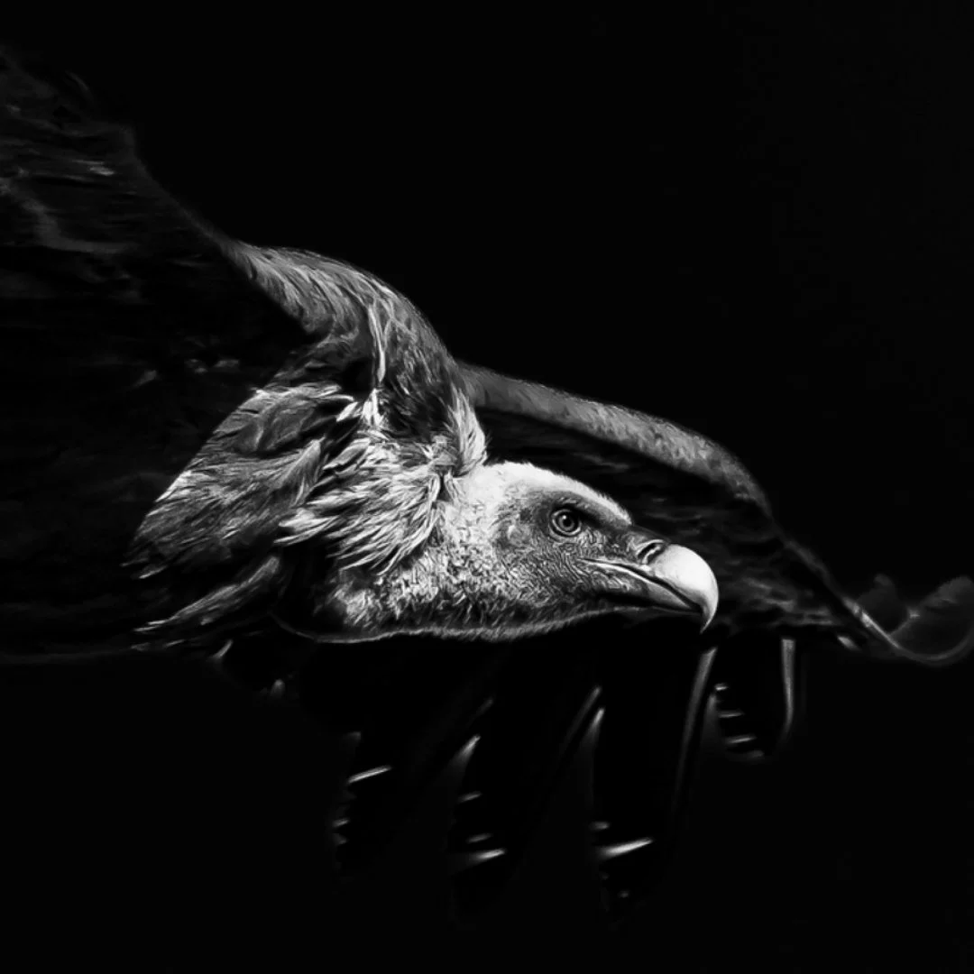 vautour-fauve-noir-et-blanc.jpeg