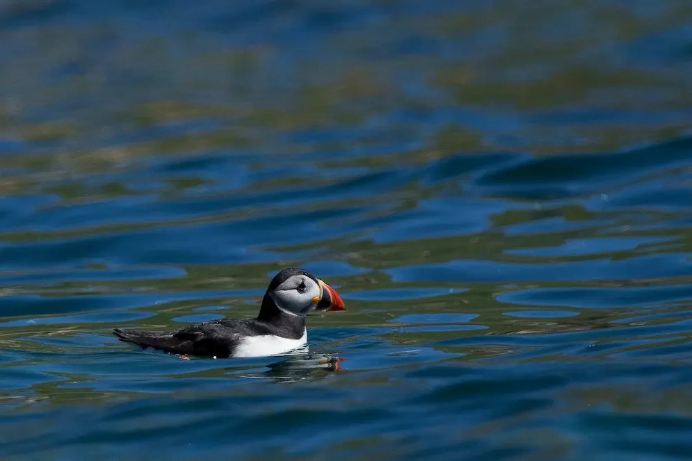 Un puffin nage dans l'eau.