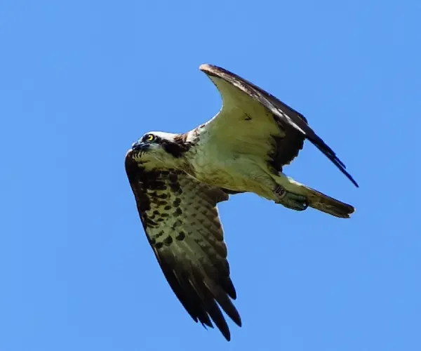 Balbuzard pêcheur en vol au-dessus de la Loire