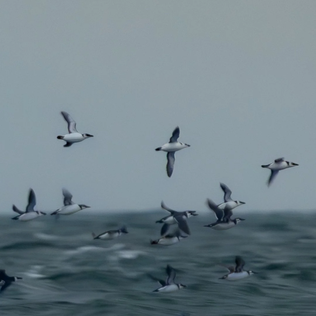 pingouins-et-guillemots.jpeg