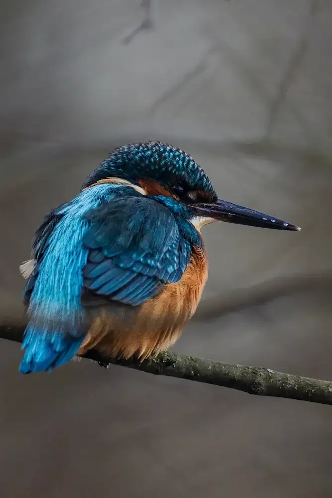 Portrait hivernal du Martin-pêcheur d'Europe