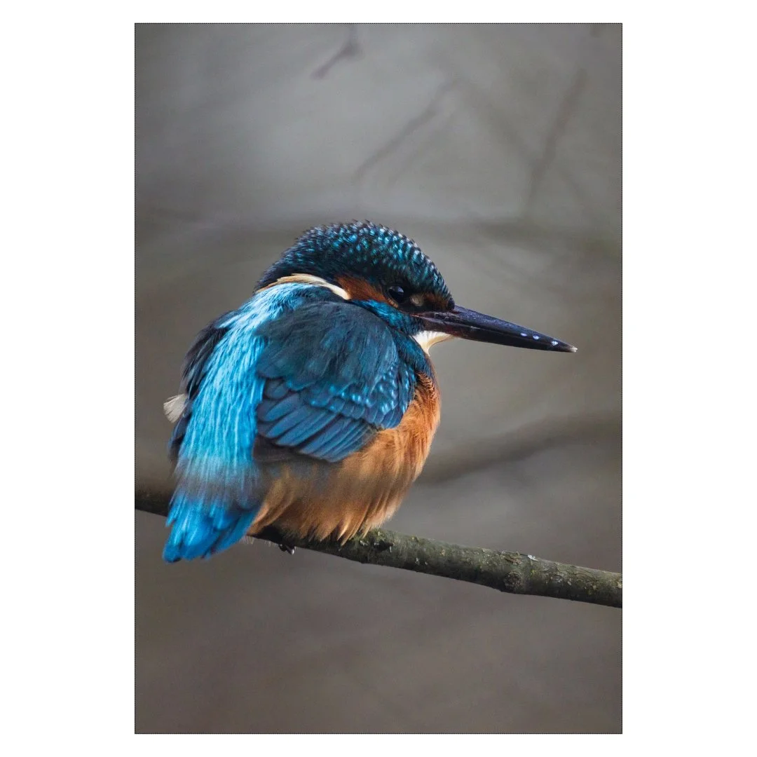 Portrait hivernal