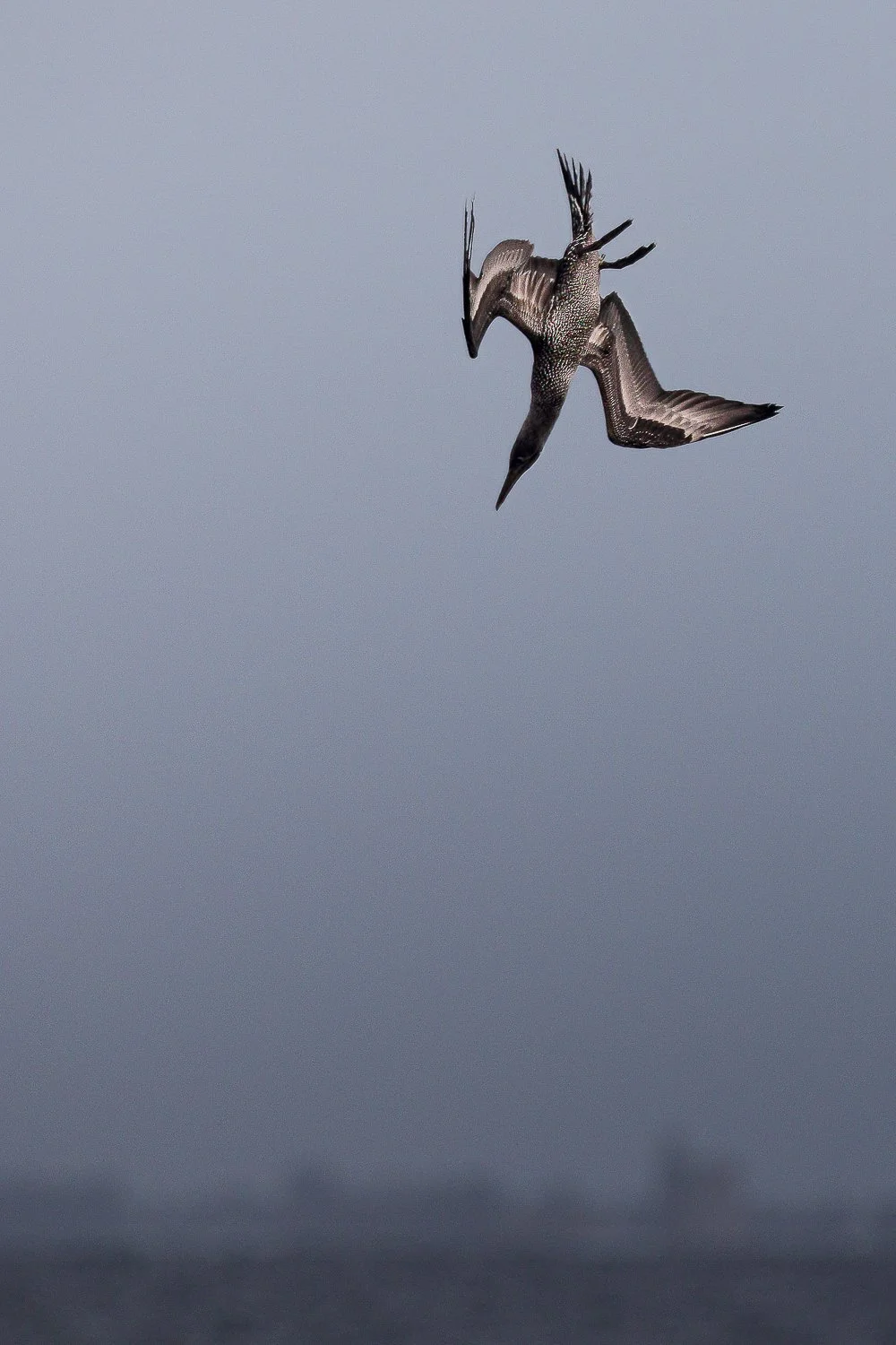 Le plongeon !