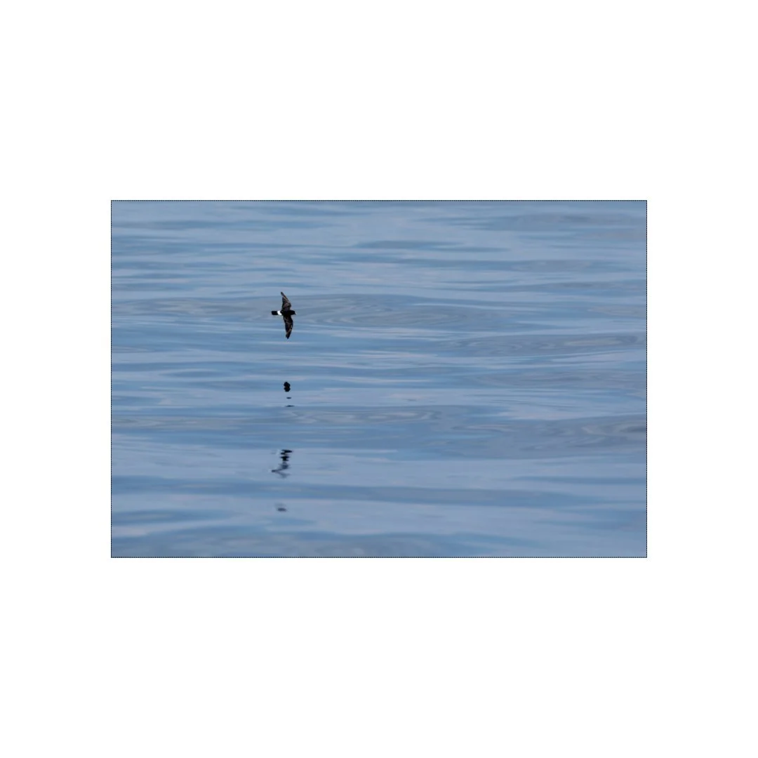 Océanite, version minimaliste sur une mer d'huile