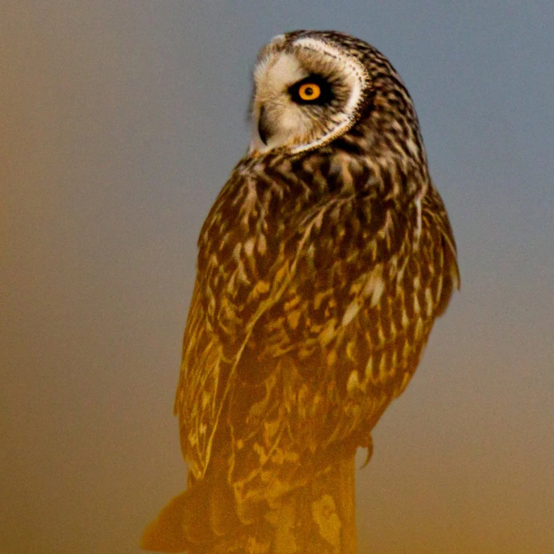 hibou-des-marais-au-travers-des-genets.jpeg