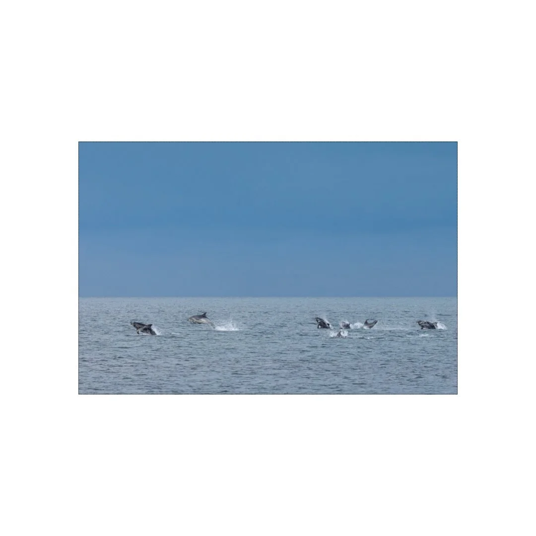 Grands dauphins dans le Cotentin