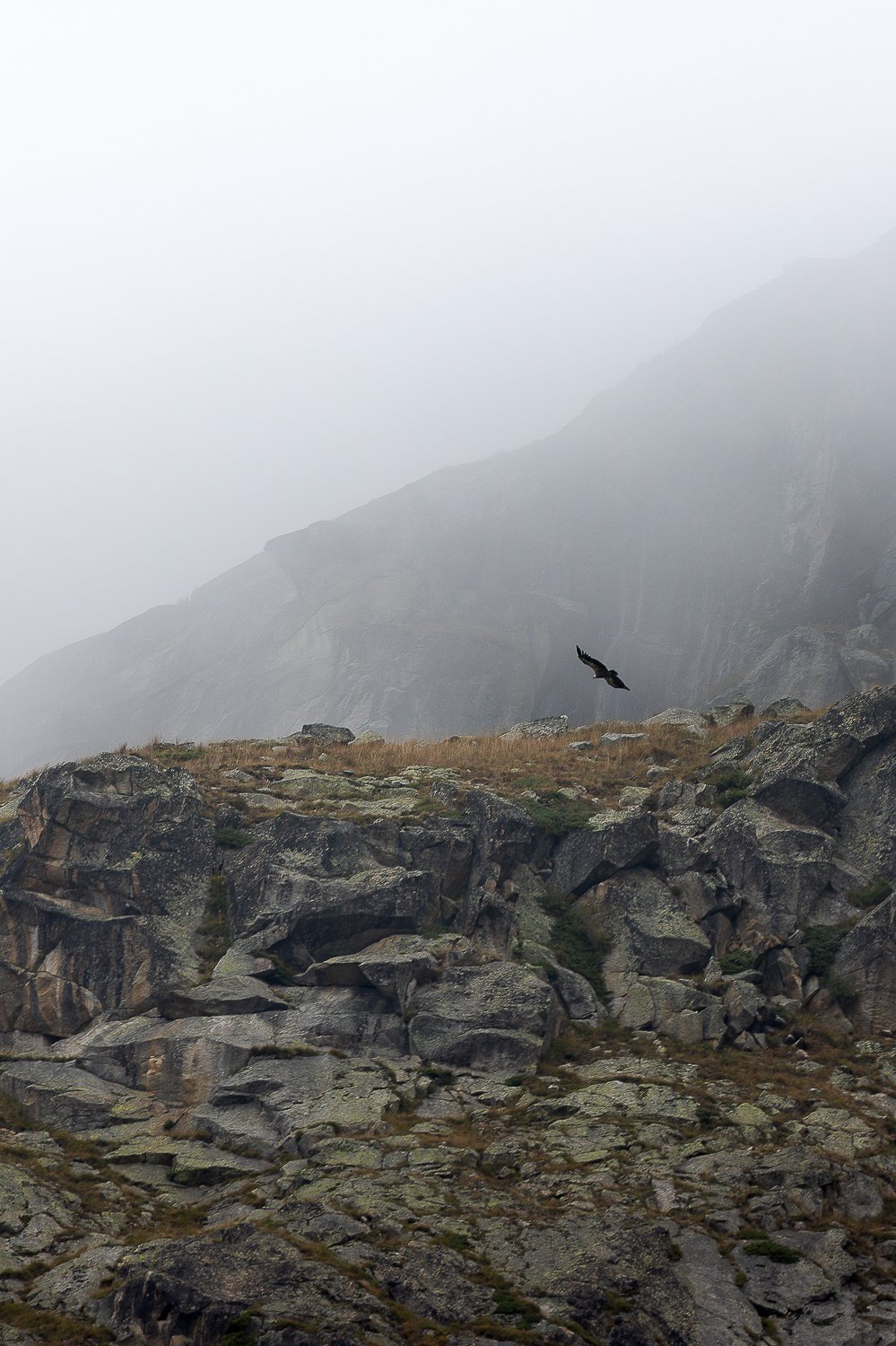 Vautour fauve devant la montagne