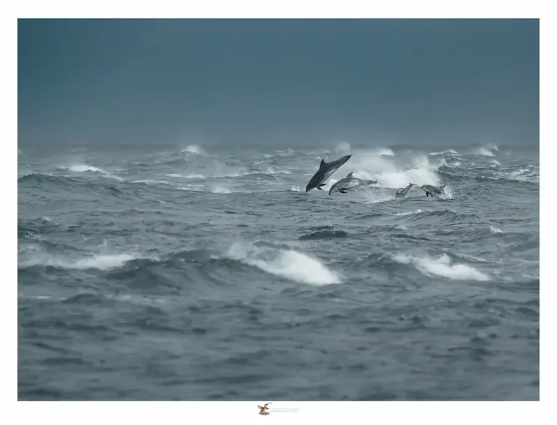dauphins-800-600-grand.webp
