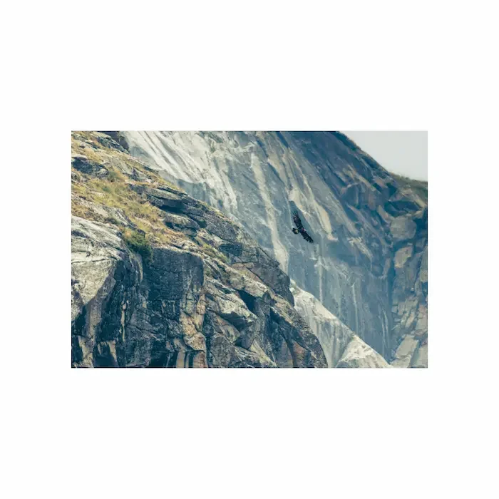 aigle-royal-en-vol.webp