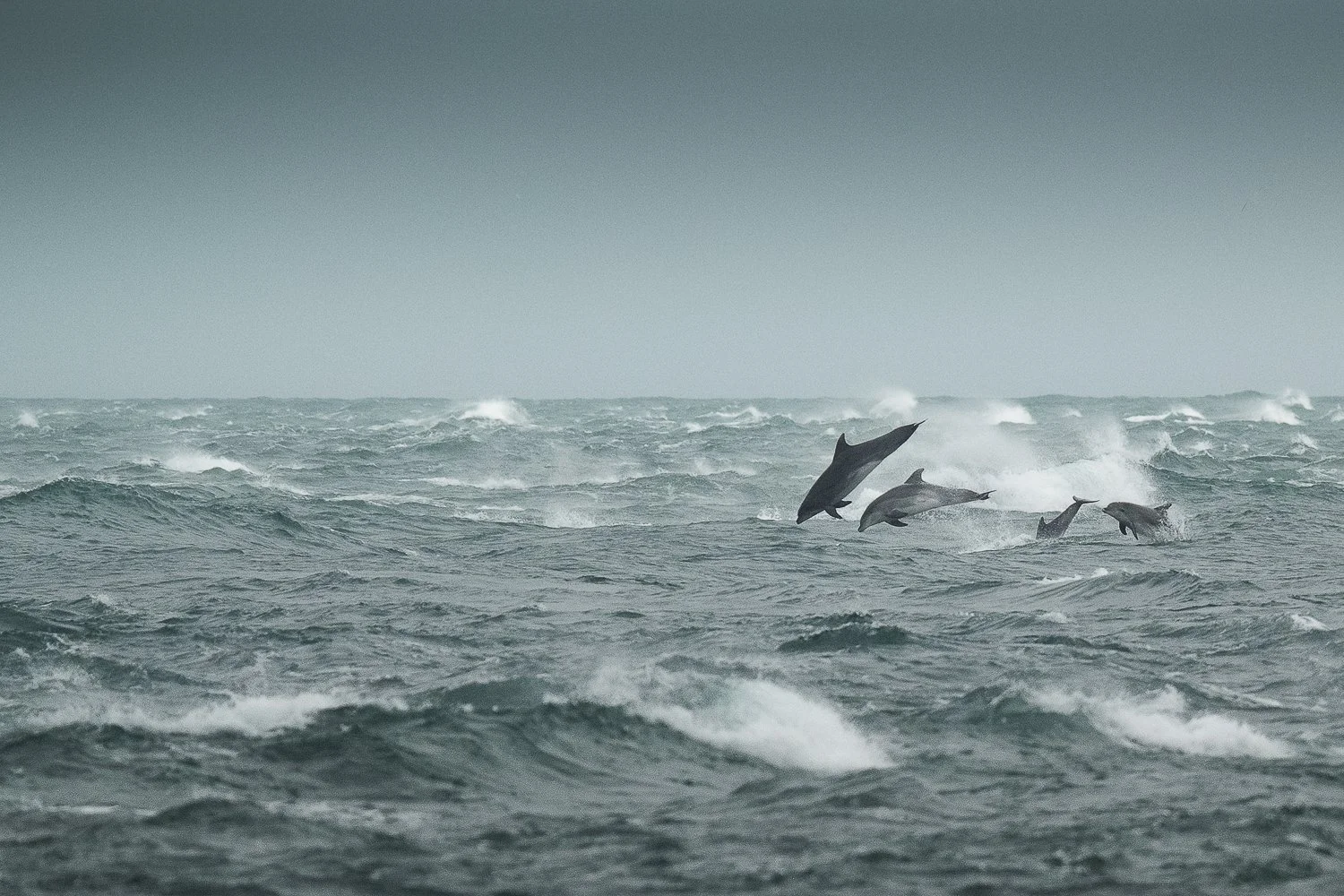 Grands dauphins dans la tempête