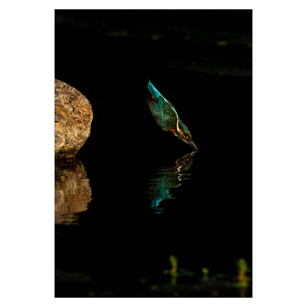 Martin-pêcheur, le plongeon