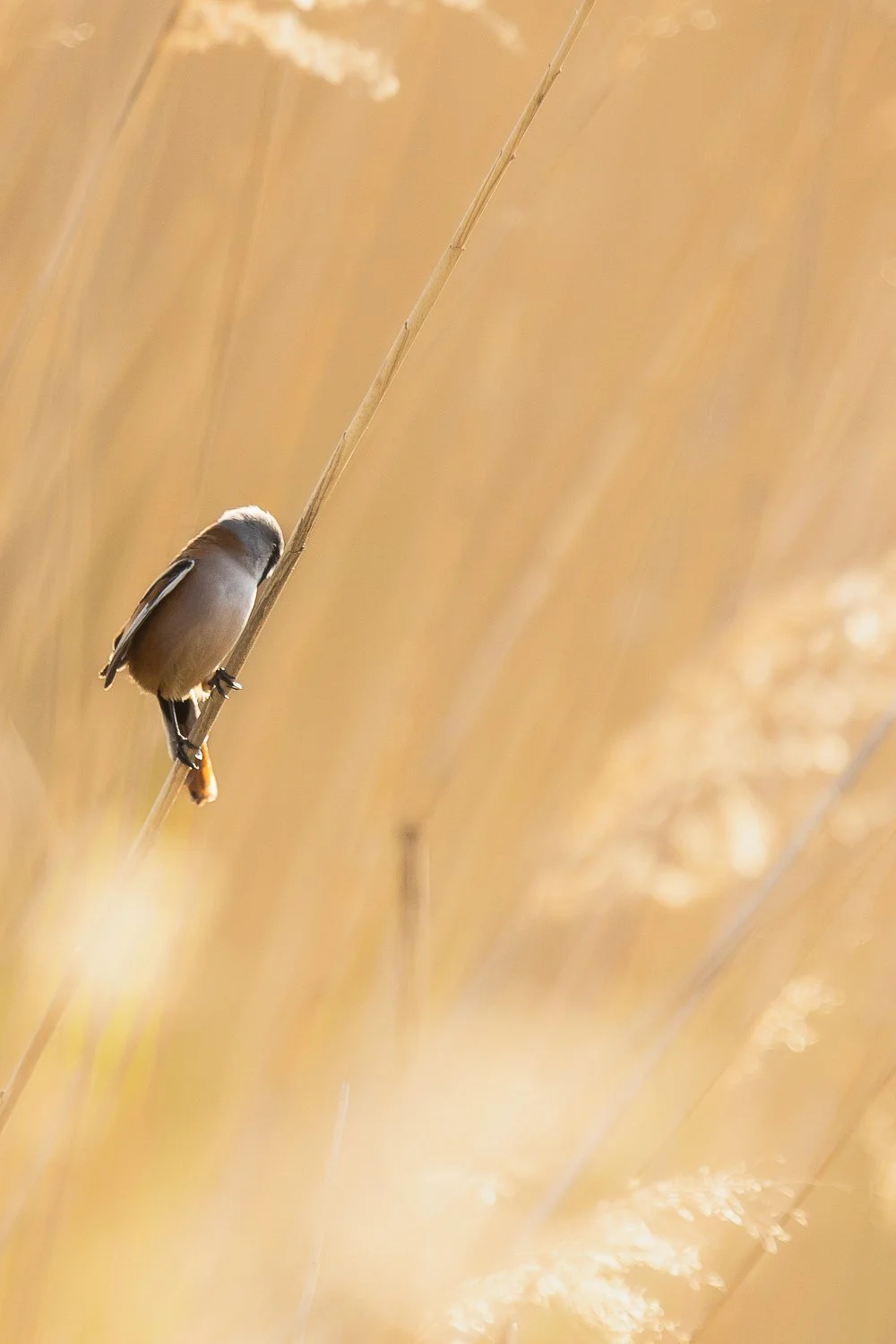 Panure à moustaches en Camargue