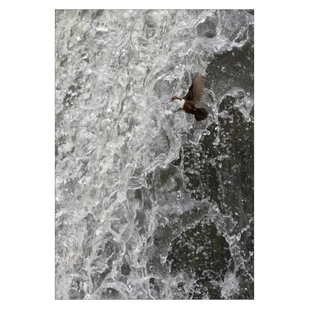Cincle plongeur sortant de la cascade