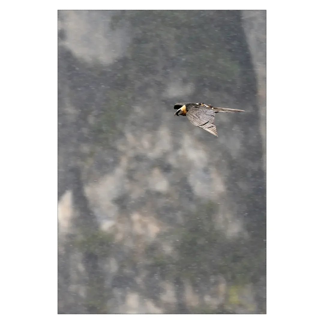 Tirage photo | Gypaète barbu volant sous la neige, Cévennes