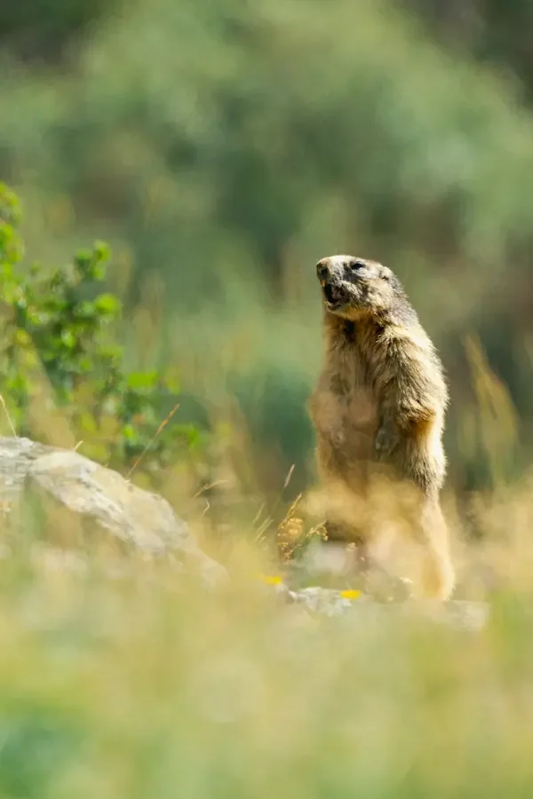 Jeune marmotton sur son rocher