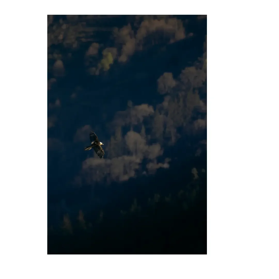 Tirage photo | Gypaète barbu dans la pénombre, Cévennes
