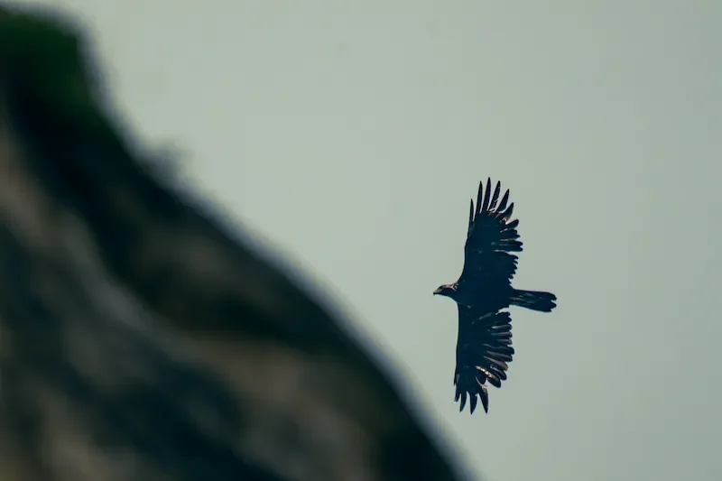 Aigle royal en Haute-Maurienne