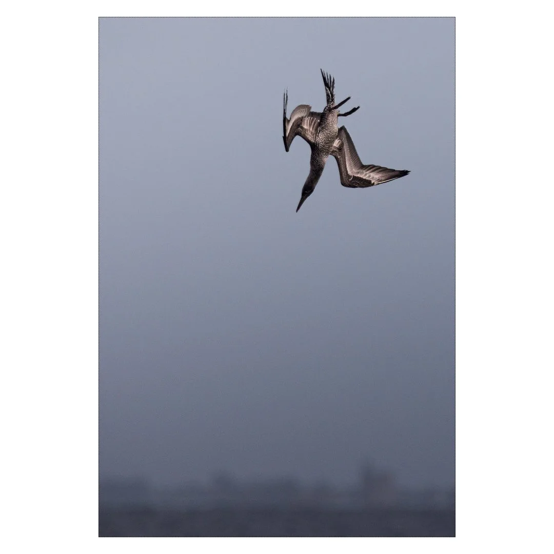 Le plongeon !