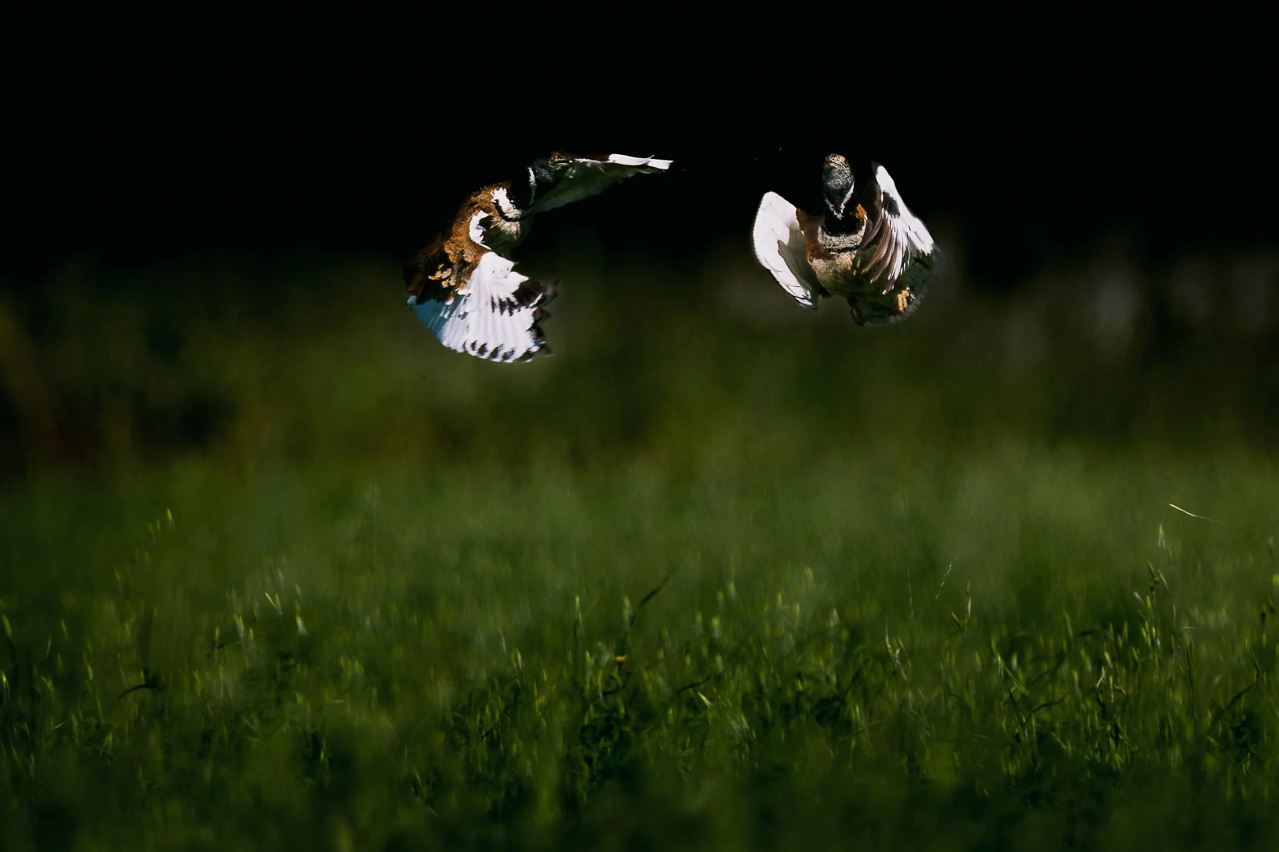 zoom