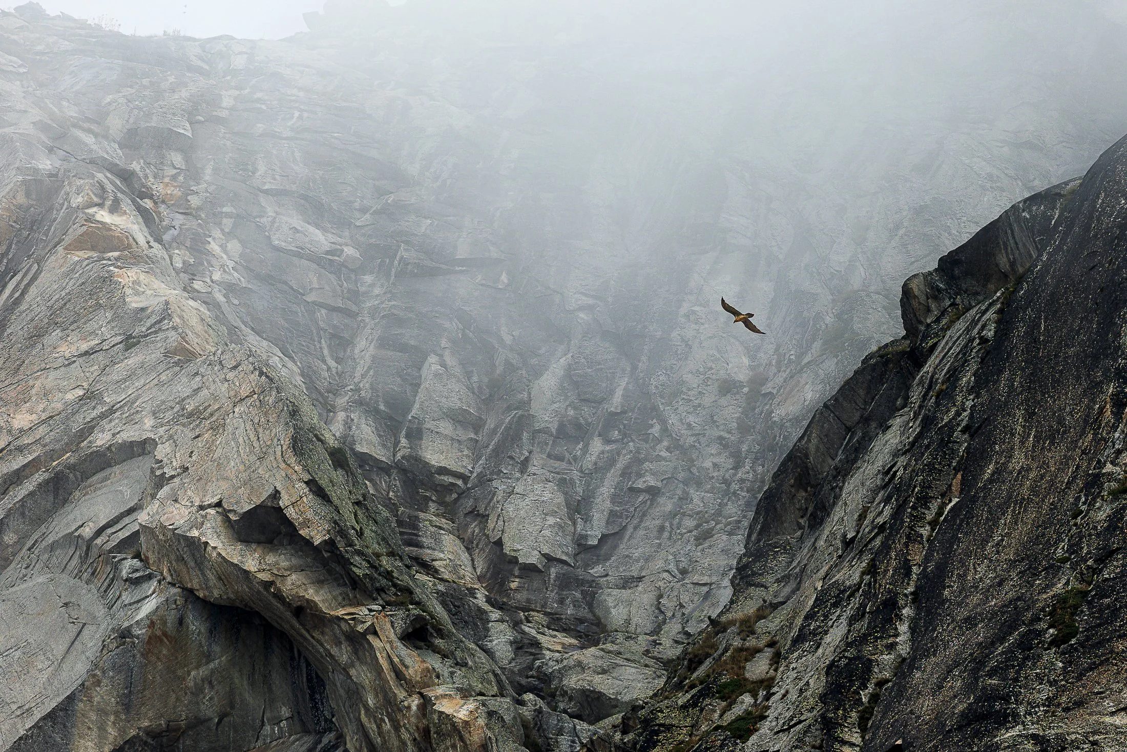 Gypaete-barbu-dans-la-brume.jpg