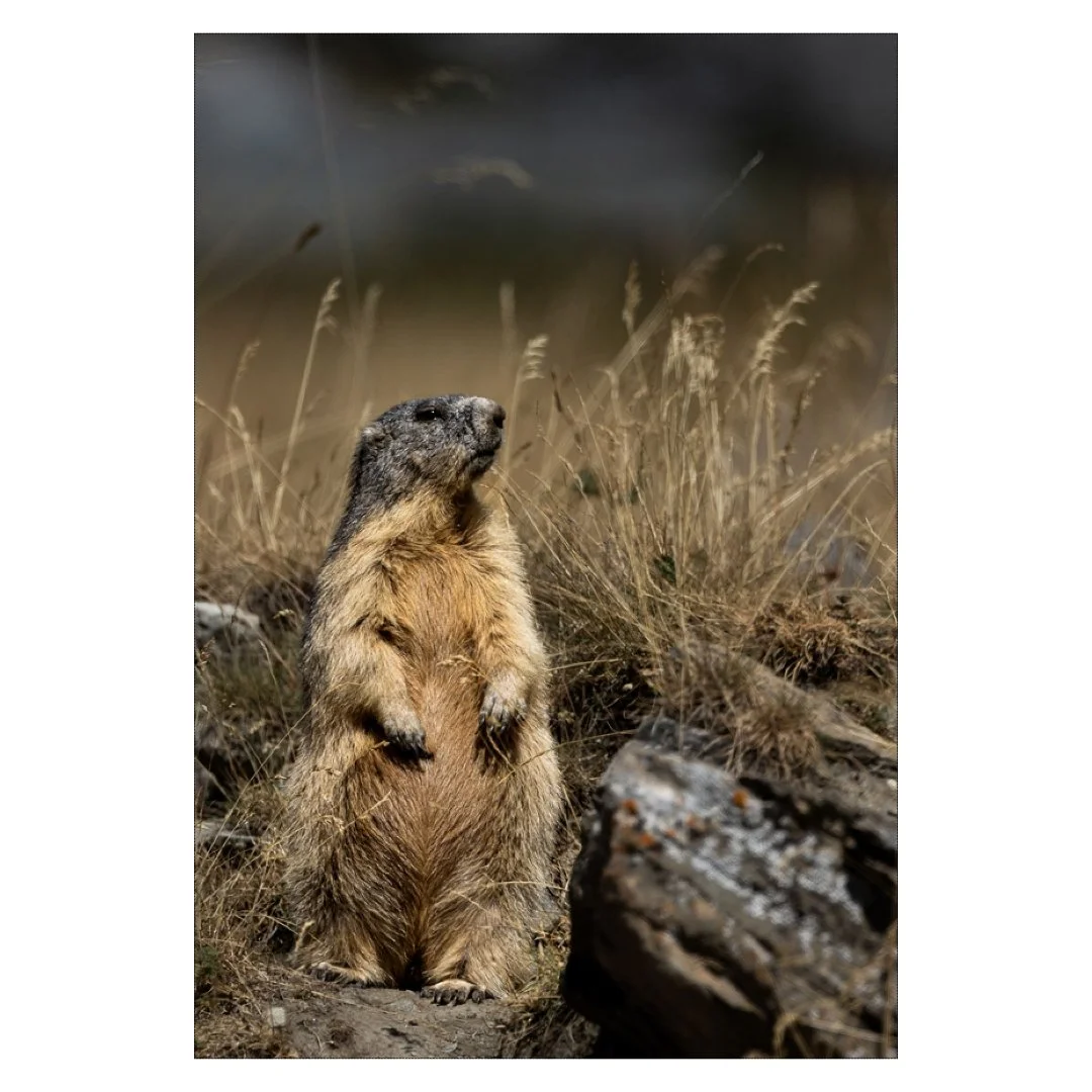 Marmotte dans les Alpes