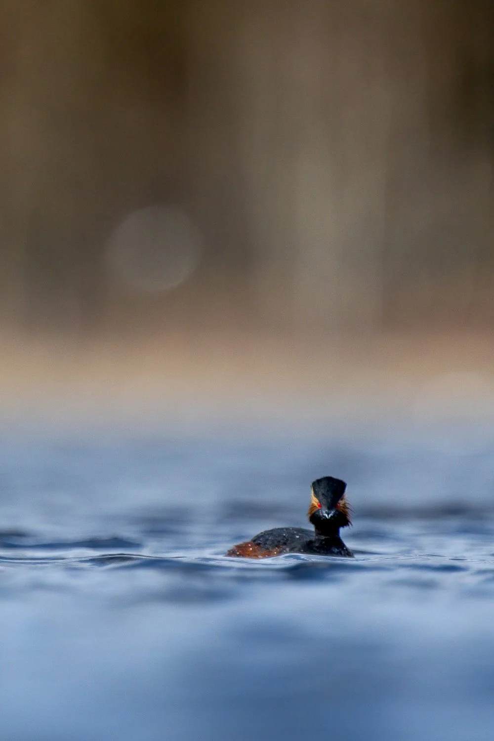 Grèbe à cou noir solognot, à fleur d'eau