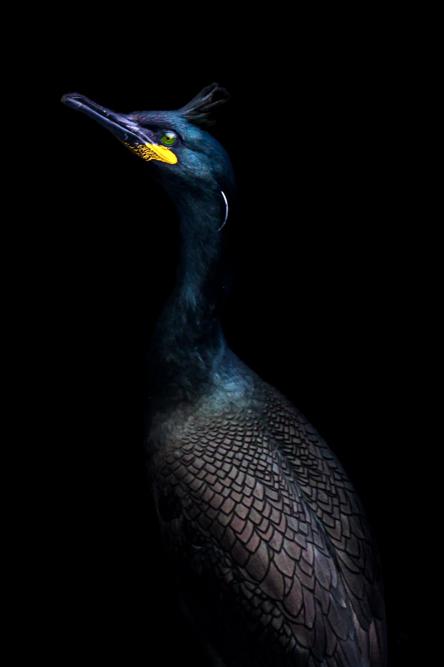 Cormoran-huppe-dans-la-penombre.jpg