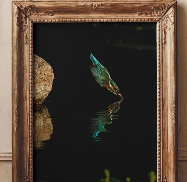 Martin-pecheur-le-plongeon.jpg
