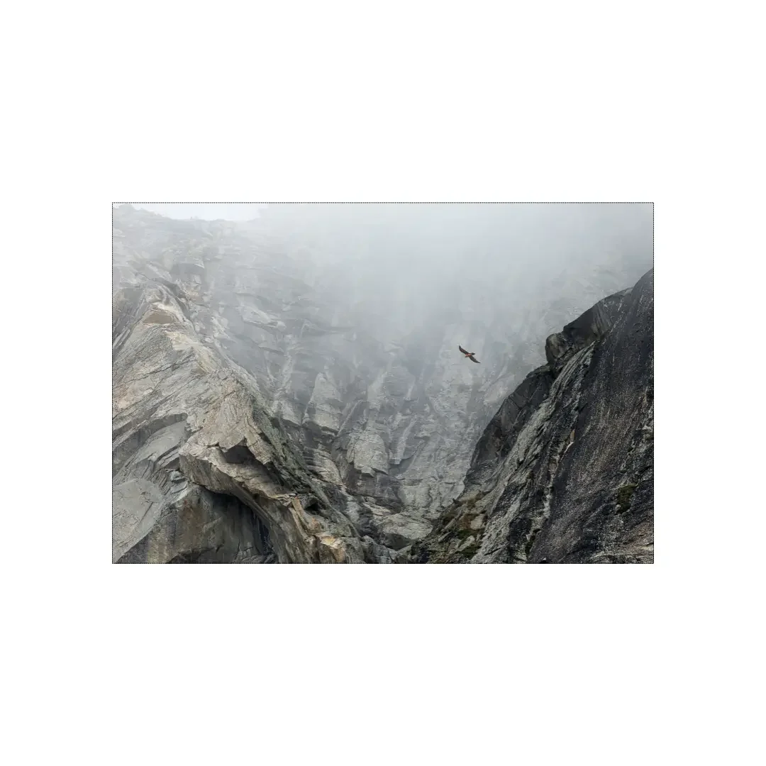 Gypaète barbu dans la brume, Haute-Maurienne