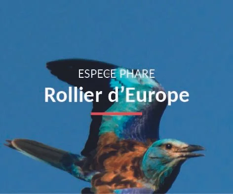 Rollier d'Europe en vol