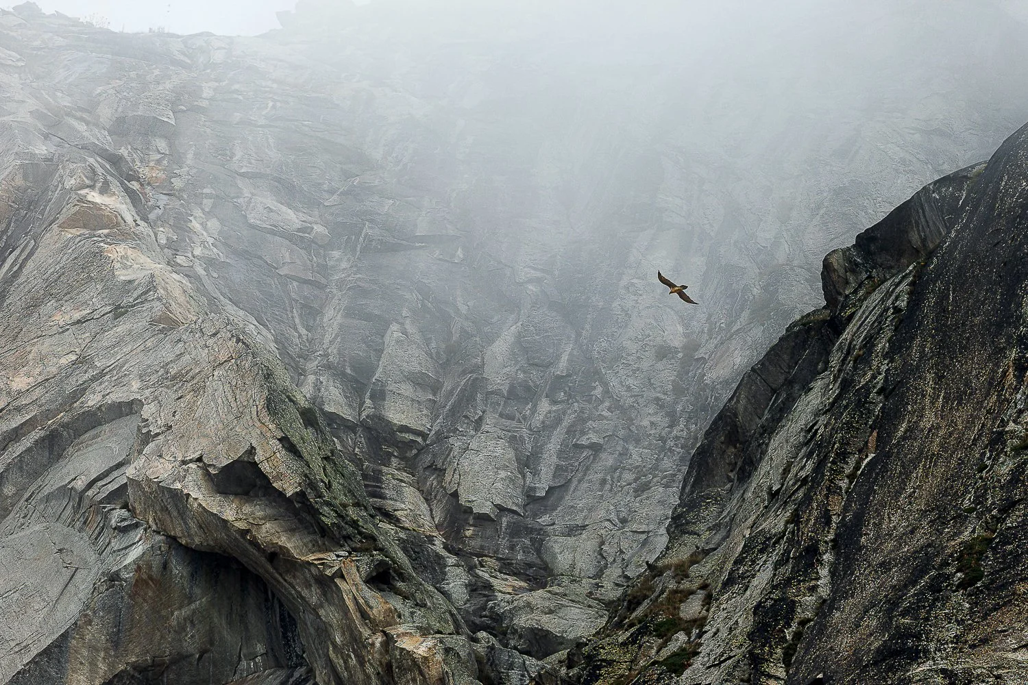 Gypaète barbu devant la falaise, dans la brume