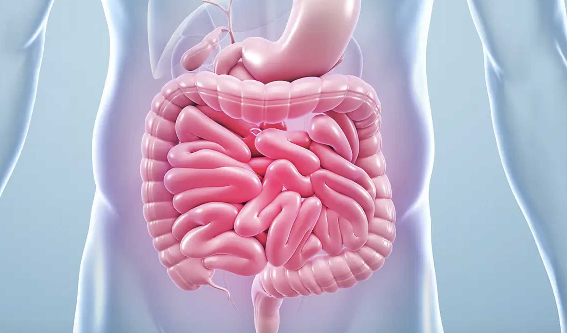 The Garden Within: A Whole-Body Approach to Gut Health