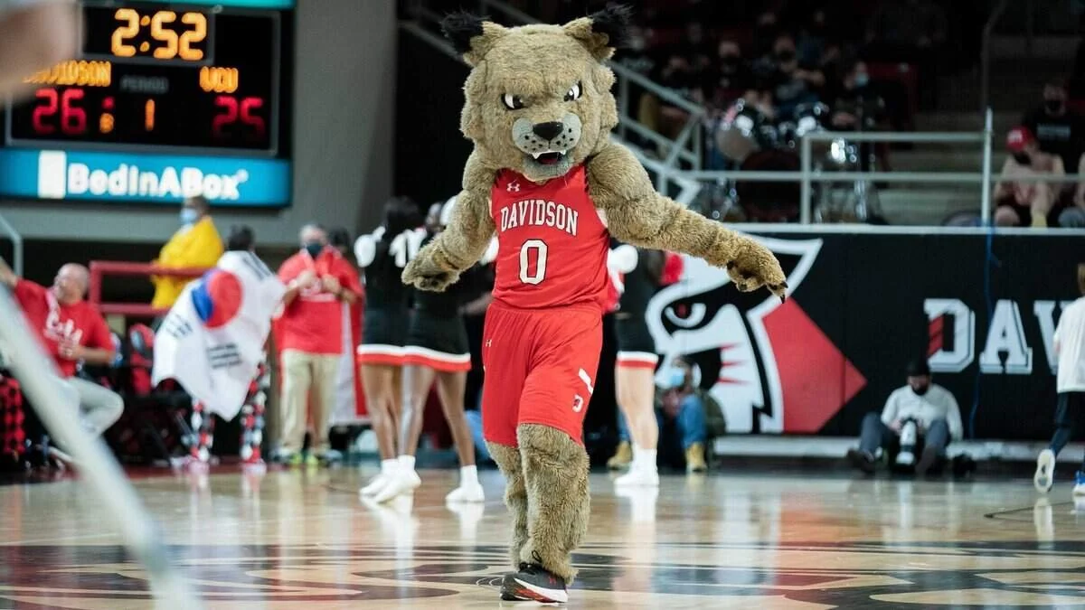 Wildcat.jpg