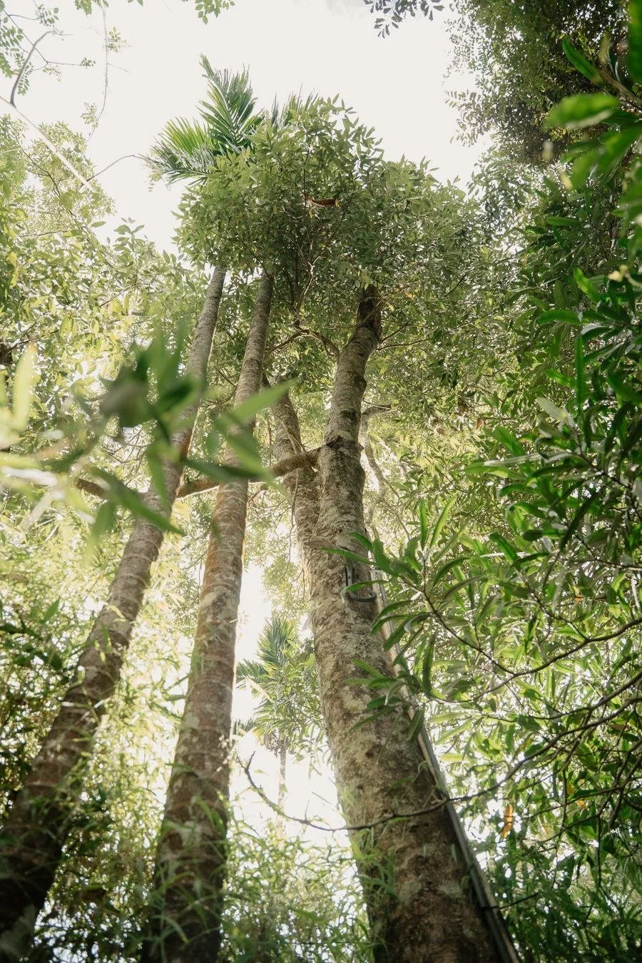 Looking up at tall jungle trees from the forest floor at The Glenrock, Sri Lanka
