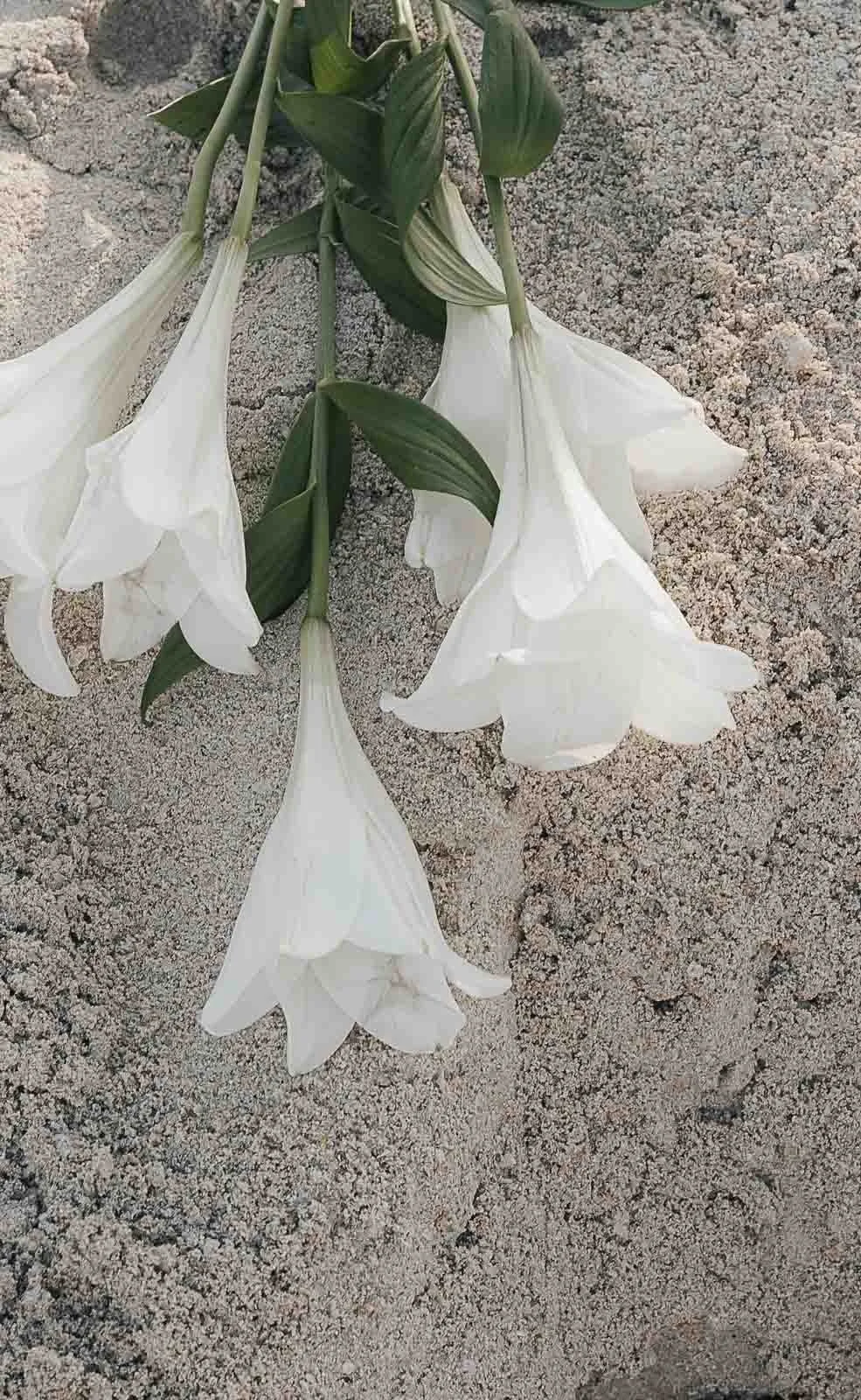 White lilies on the sand – Mallorca editorial detail by Anna van der Veen