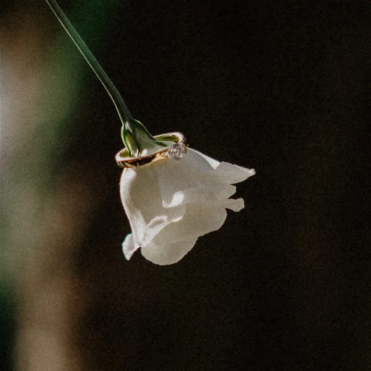 Eine weiße Orchidee mit einer goldenen Ringschiene und einem kleinen Diamanten, an der Spitze der Blume, vor einem dunklen Hintergrund.