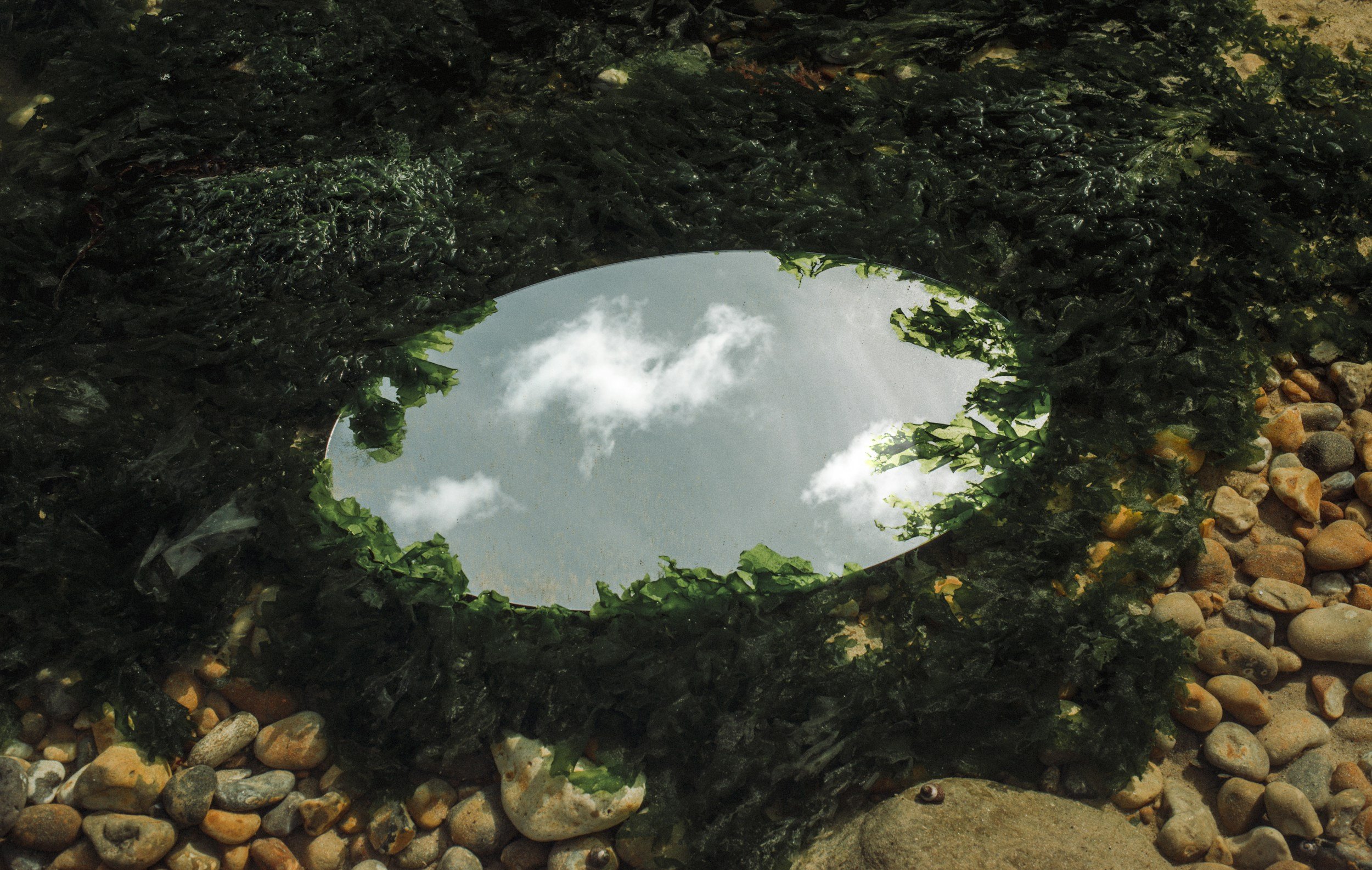 A round mirror on the ground reflecting a cloudy sky with some trees, surrounded by dark green seaweed and small rocks.