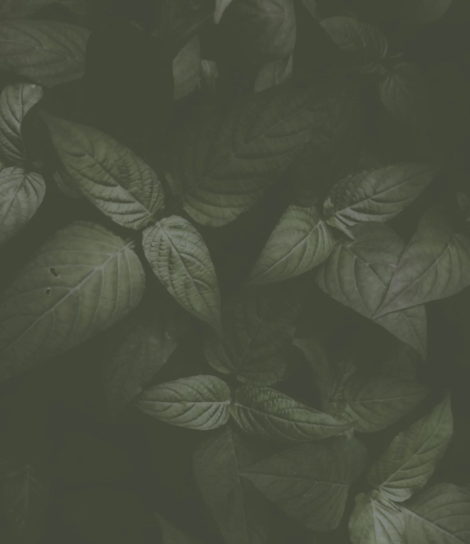 Dark, shadowy image of overlapping green leaves.