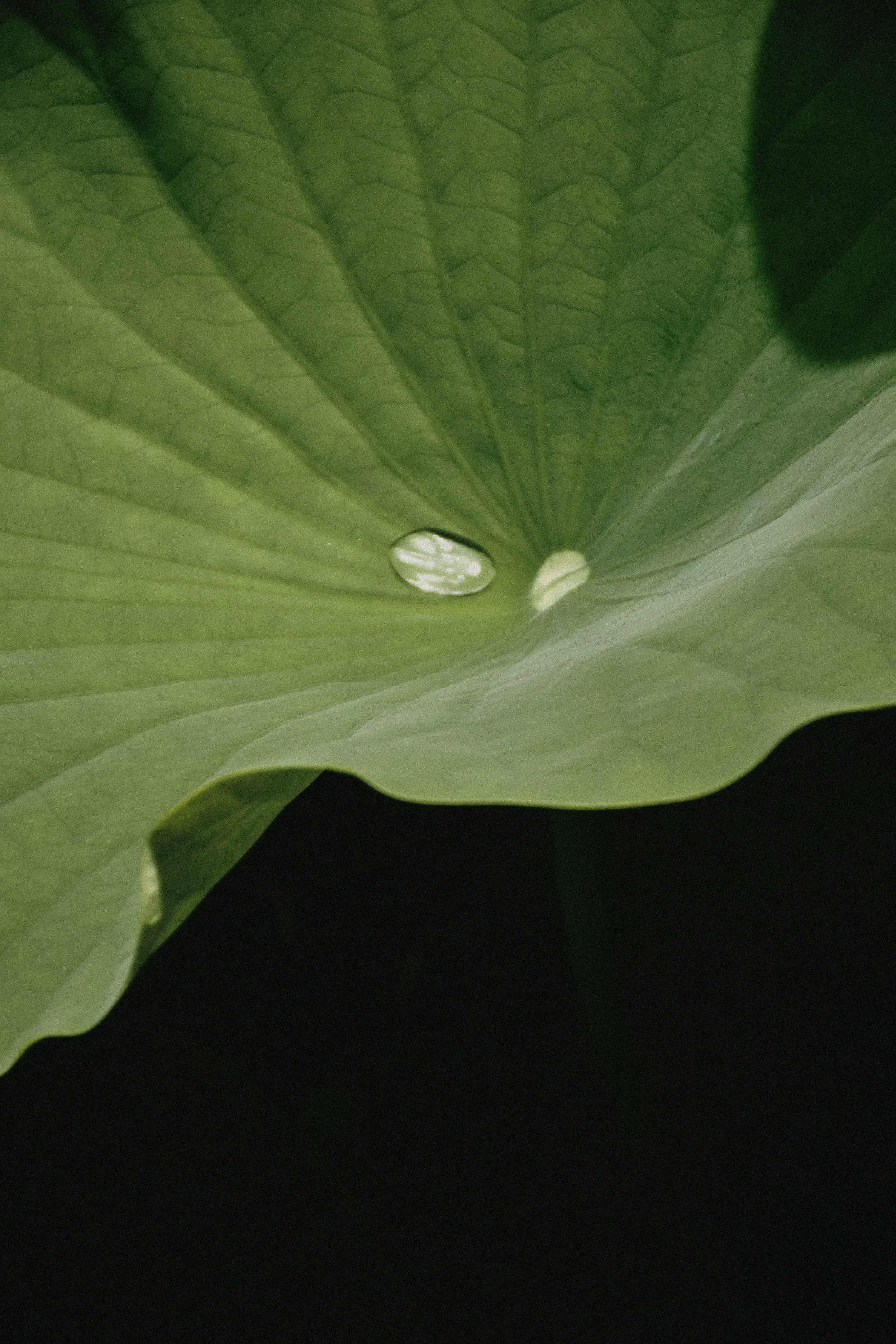 Hoja de planta verde con gotas de agua en su superficie.