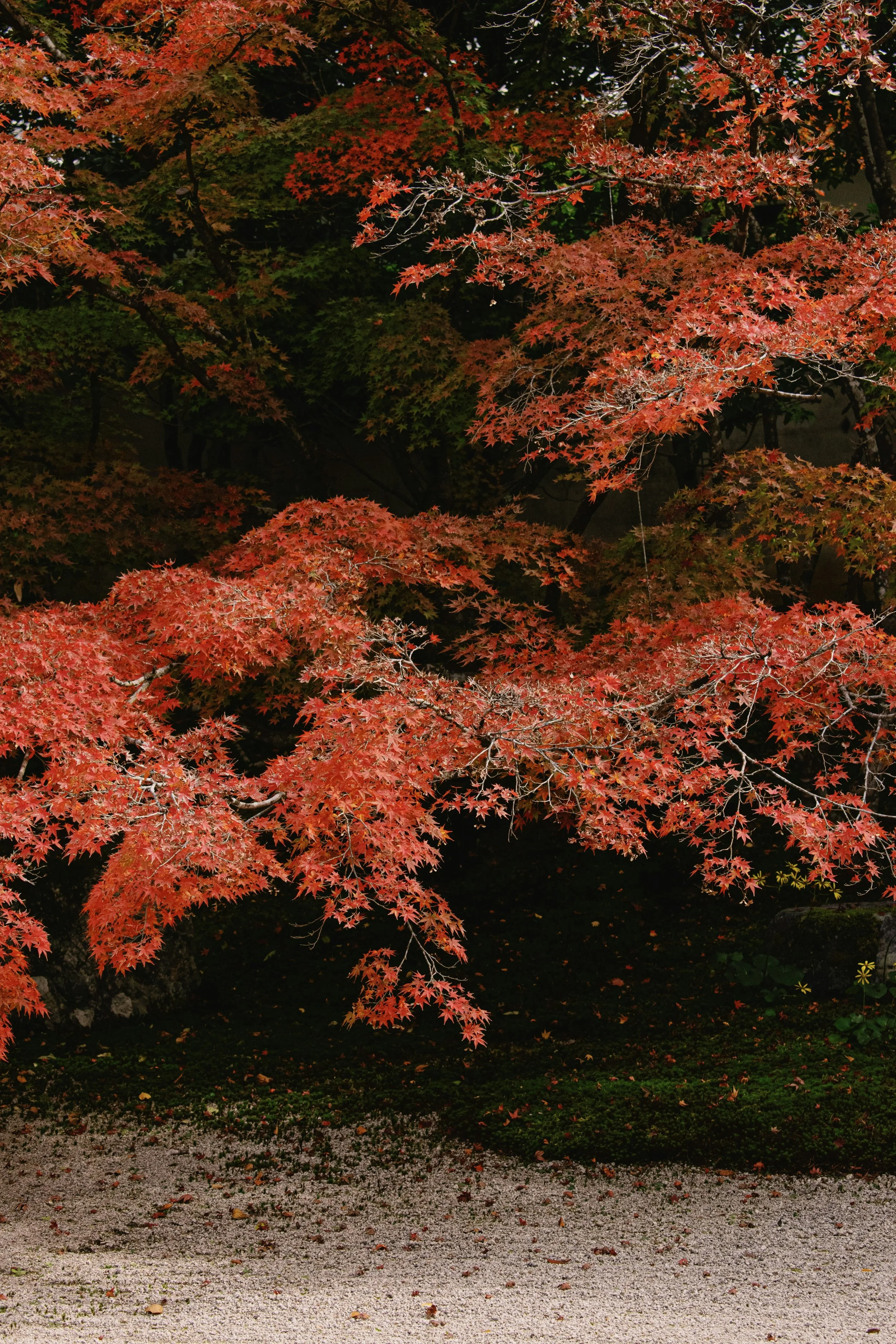 Árbol de hojas rojas y anaranjadas en otoño, en un jardín con suelo de arena y césped.