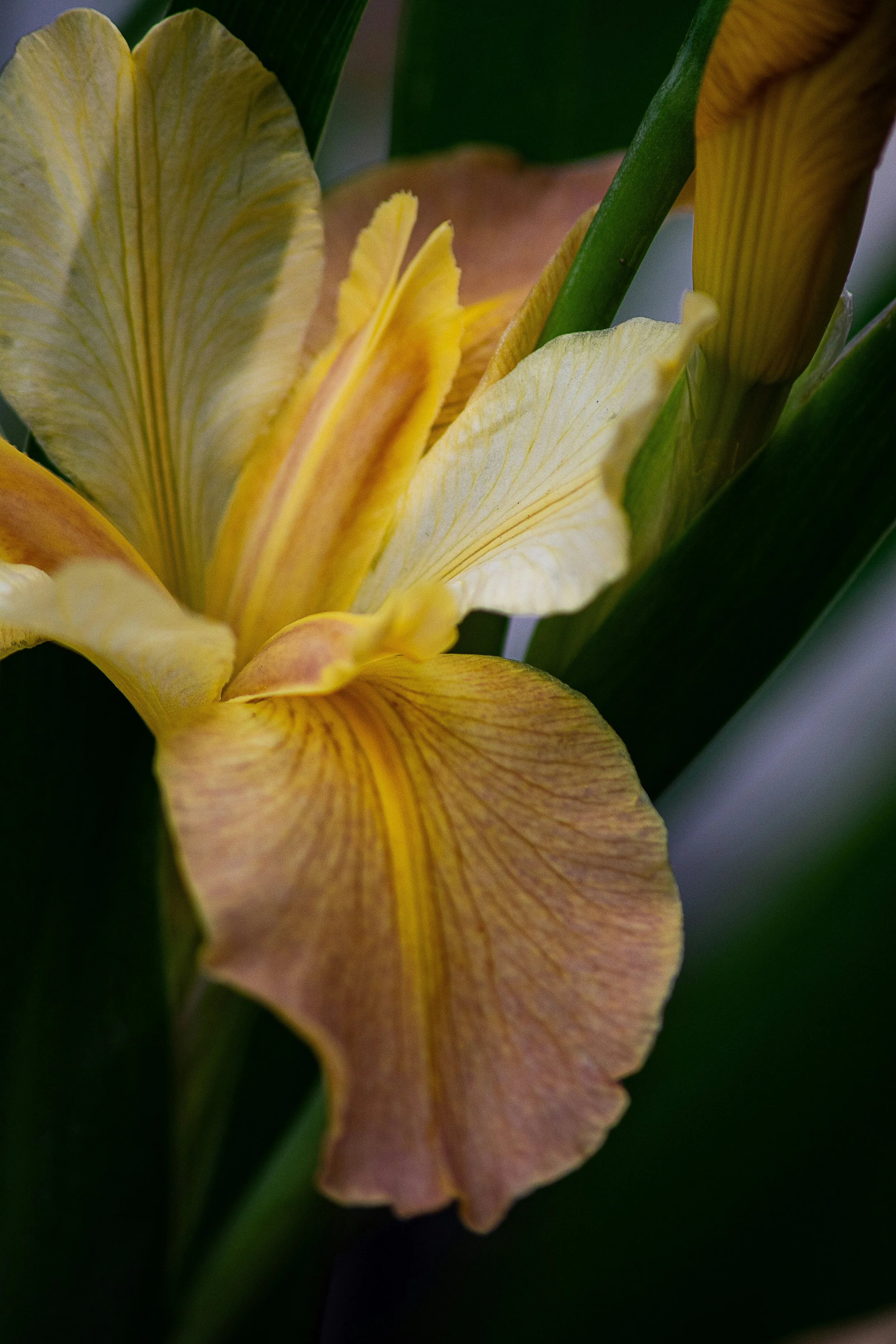 Flor de iris amarilla y anaranjada con hojas verdes.