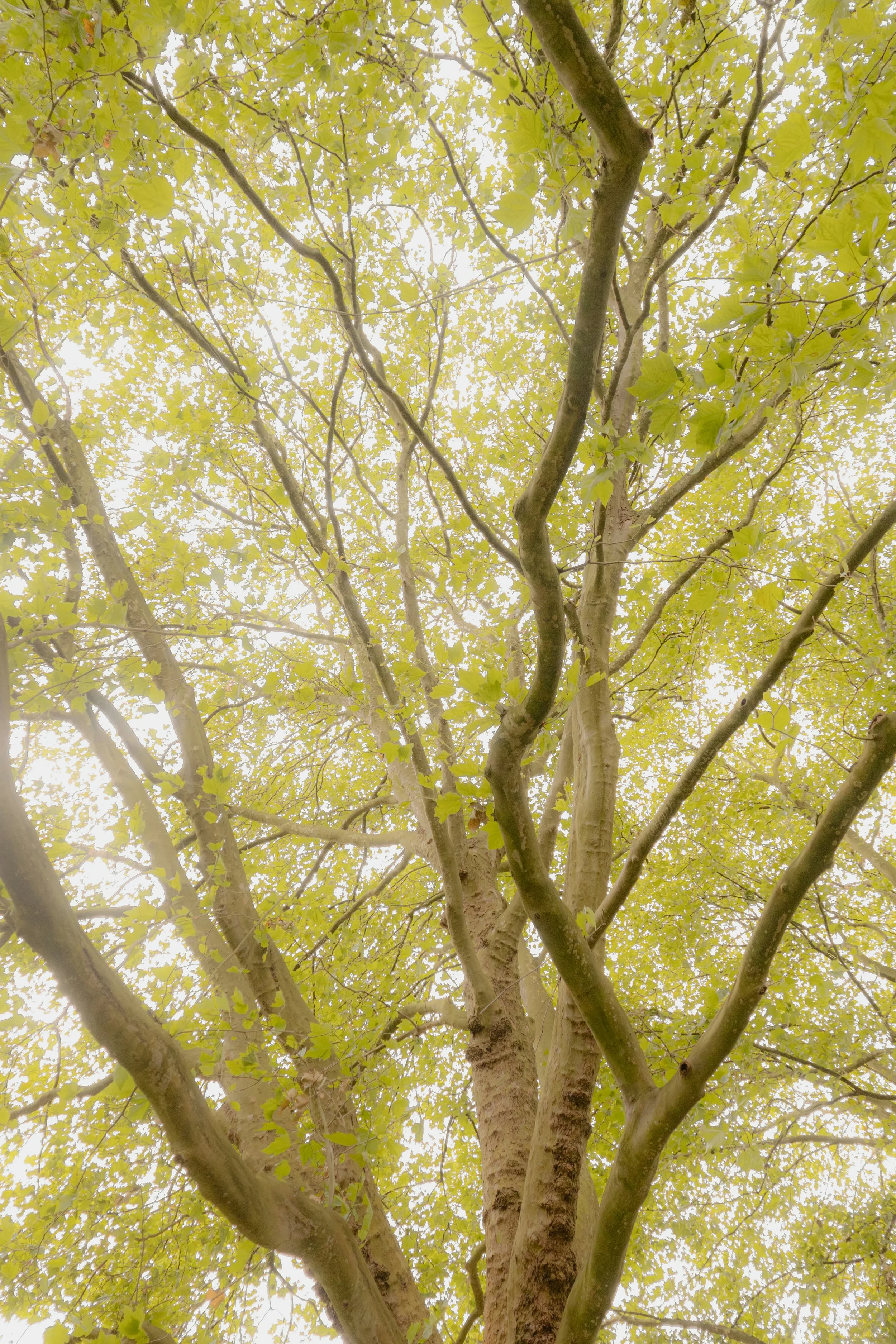 Vista desde abajo de un árbol con ramas retorcidas y hojas verdes brillantes, con luz filtrándose a través del follaje.