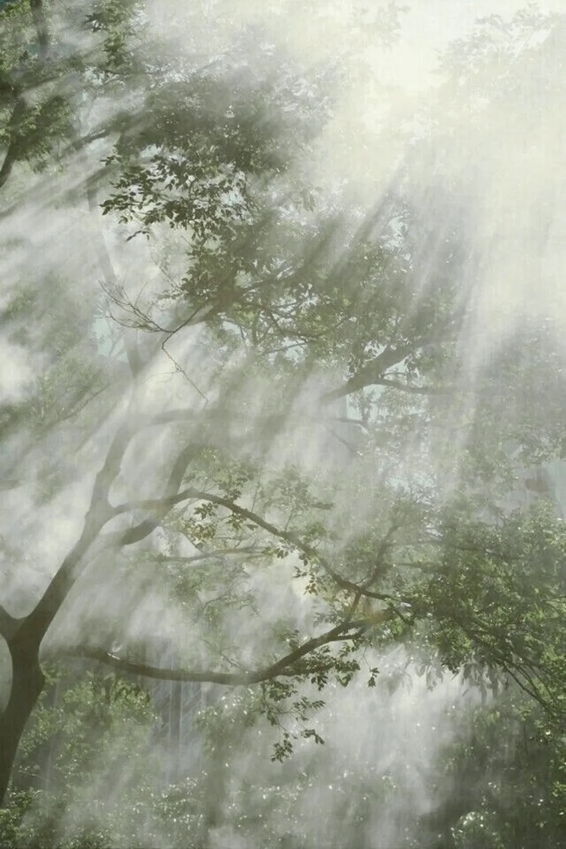 Rayos de sol atravesando las ramas y hojas de árboles en un bosque. Ligera neblina y luz difusa.