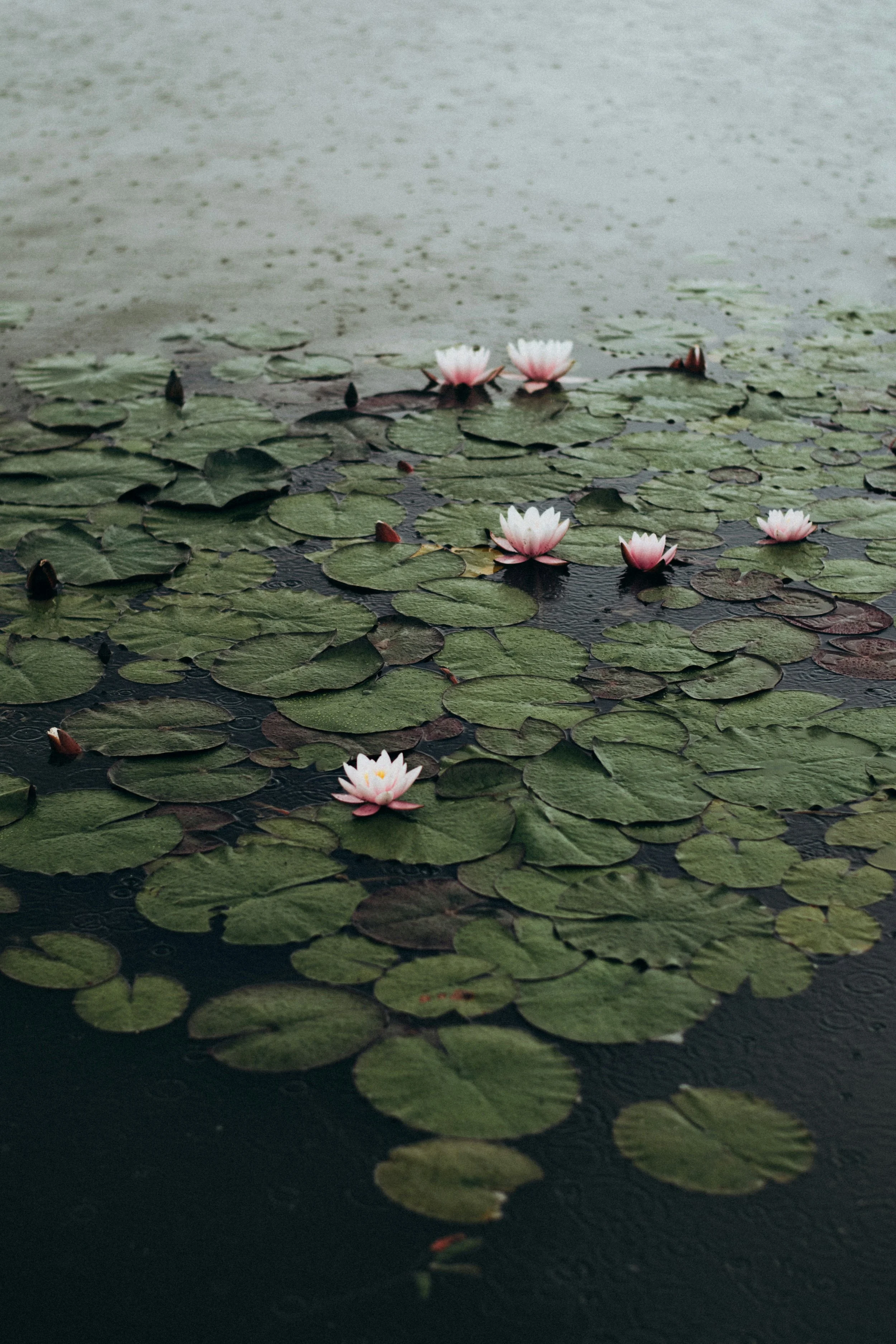 Flor de loto en un estanque cubierto de hojas verdes y agua