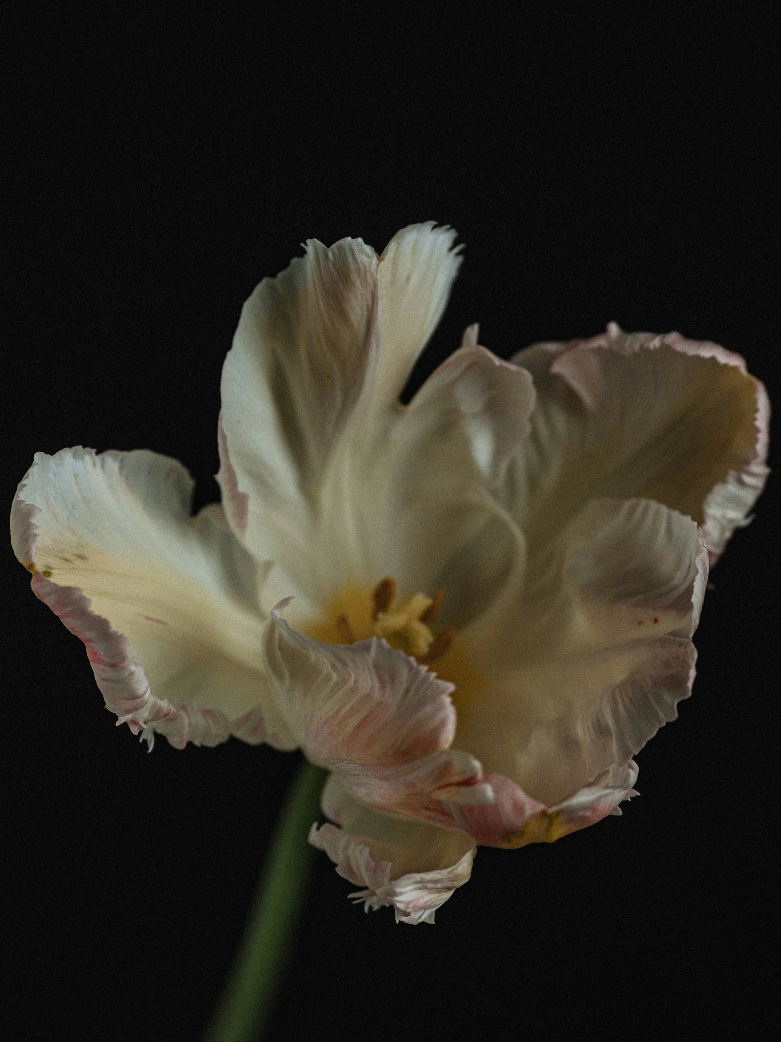 Una flor blanca con bordes rosados en un fondo negro